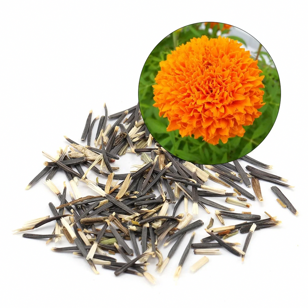 French Marigold